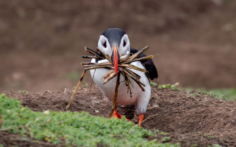 puffin