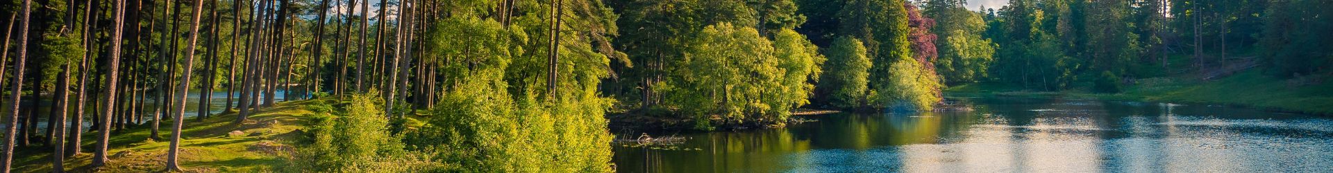 Lake and forest scene