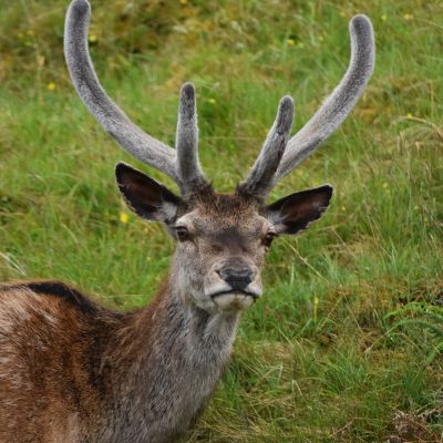 Wild deer