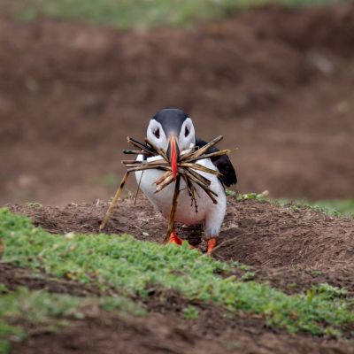 puffin