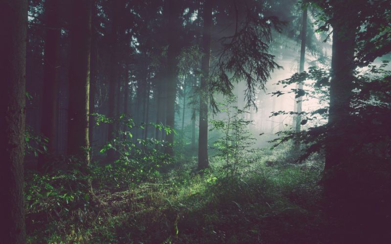 Woodland image at dawn