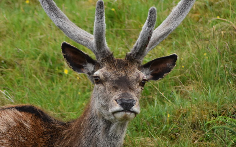 wild deer